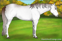 Horse Color:Gray White Spotted Chestnut 