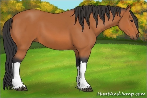 Horse Color: Unknown 