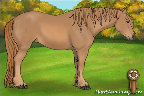 Horse Color: Unknown 
