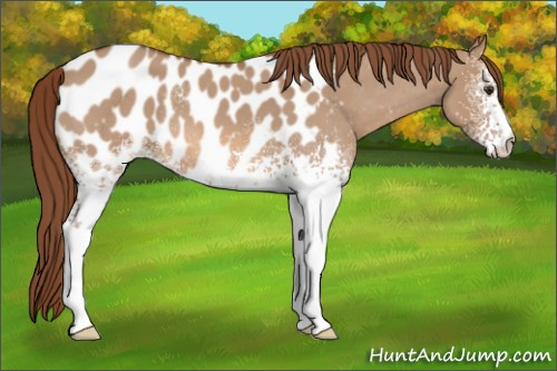 Horse Color: White Spotted Red Dun Roan Blanket 
