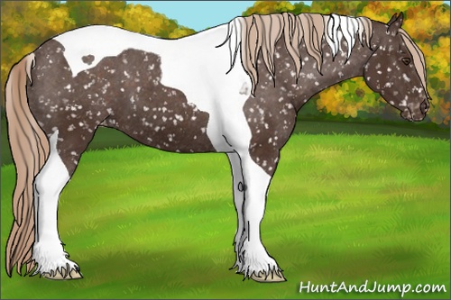 Horse Color: Liver Chestnut Tobiano Snowflake Varnish 