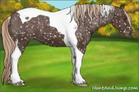 Horse Color:Liver Chestnut Tobiano Appaloosa 