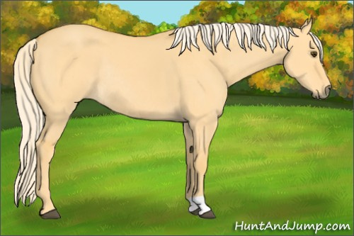 Horse Color: Palomino Dun Rabicano 
