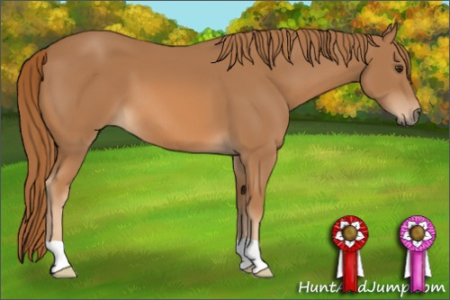 Horse Color: Chestnut 