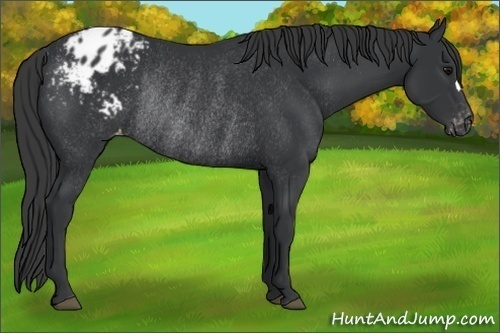 Horse Color: Unknown 