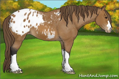 Horse Color: Buckskin Blanket 