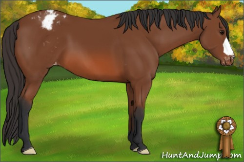 Horse Color: Unknown 