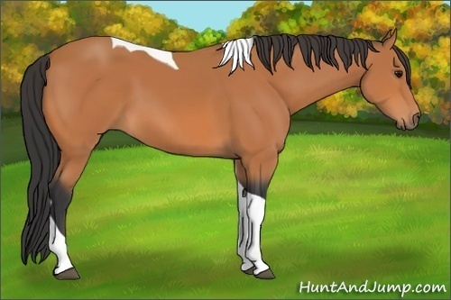 Horse Color: Bay Tobiano 