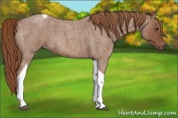 Horse Color:Red Roan Tobiano 