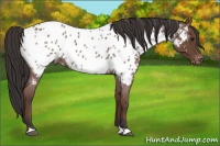 Horse Color:Bay Roan Near Leopard 