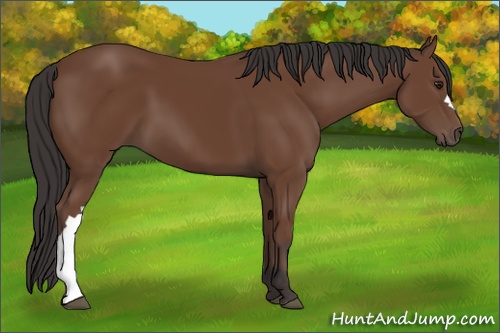 Horse Color: Bay 