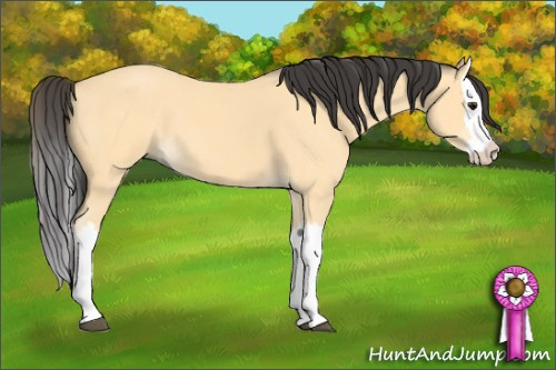 Horse Color: Buckskin Roan Splash 