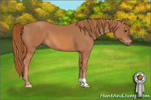 Horse Color: Chestnut 