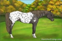 Horse Color:Smoky Blue Roan Appaloosa
