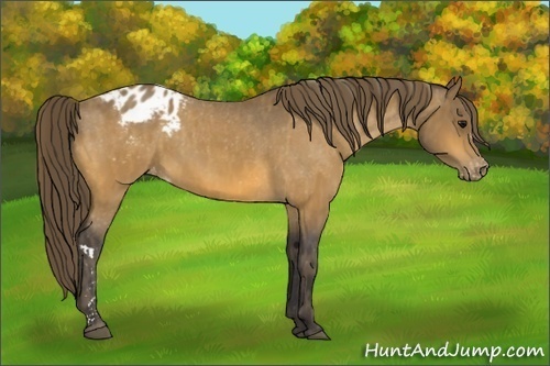 Horse Color: Buckskin Blanket  Brindle