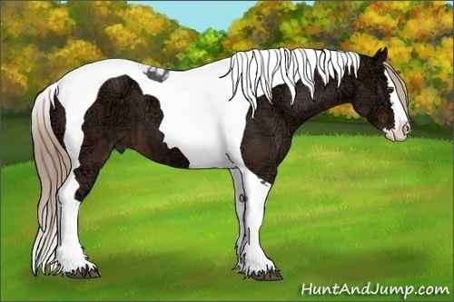 Horse Color: Liver Chestnut Ice Sabino Splash Tobiano 
