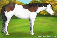 Horse Color:Bay Splash 