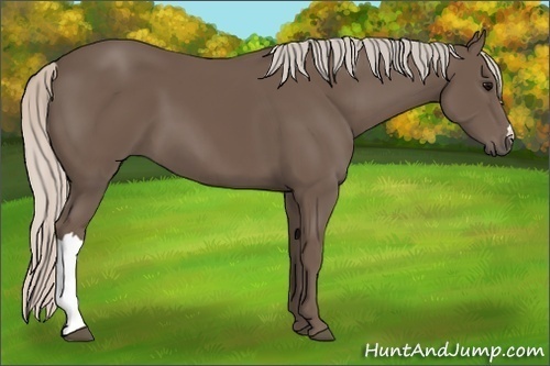 Horse Color: Unknown 