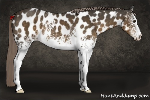Horse Color: White Spotted Chocolate Palomino Near Leopard 
