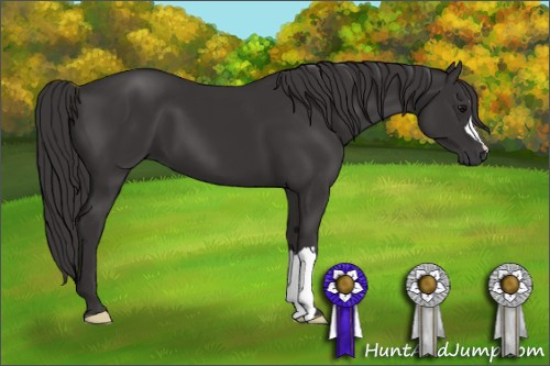Horse Color: Smoky Black 