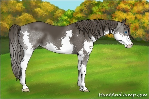 Horse Color: Smoky Black Splash 