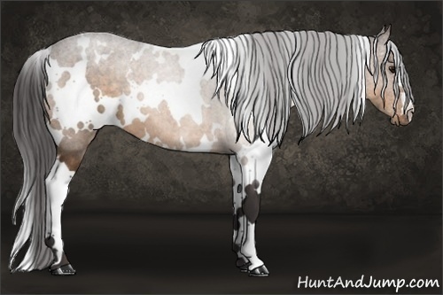 Horse Color: White Spotted Buckskin 