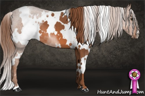 Horse Color: White Spotted Liver Chestnut 