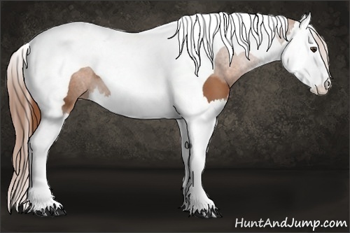 Horse Color: Chestnut Splash Tobiano 