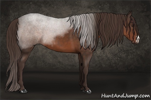 Horse Color: Liver Chestnut 