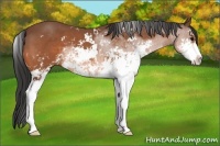 Horse Color:Bay Sabino 