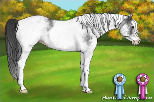 Horse Color: White Spotted Black 