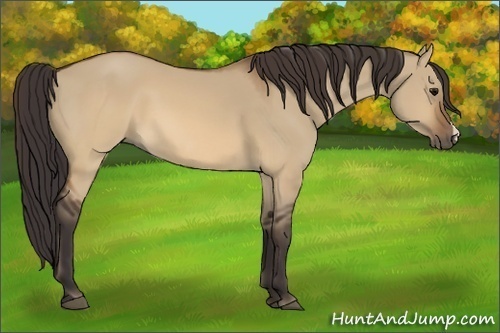 Horse Color: Buckskin Dun 