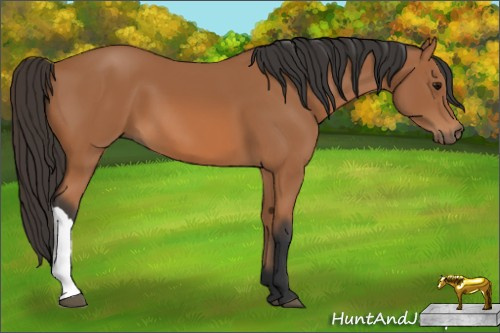 Horse Color: Bay 