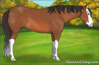 Horse Color:Bay Splash 