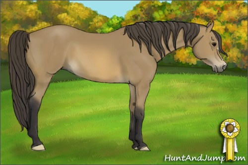 Horse Color: Buckskin 