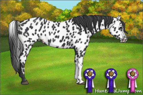 Horse Color: Black Near Leopard 