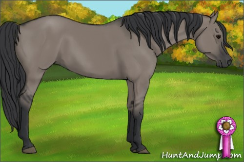 Horse Color: Grullo 
