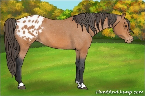 Horse Color: Bay Blanket 