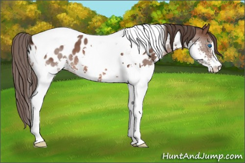 Horse Color: Bay Splash Tobiano Near Leopard 