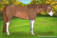Horse Color:Chestnut Sabino 