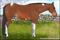 Horse Color:Bay Tobiano 