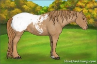 Horse Color:Chestnut Snowcap 