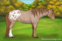 Horse Color:Red Roan Blanket 