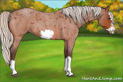 Horse Color: Silver Bay Roan Splash Frame Rabicano 