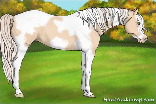 Horse Color: Silver Amber Champagne Dun Splash Tobiano Frame 