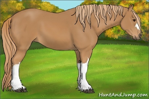 Horse Color: Chestnut 