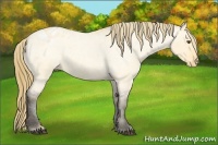 Horse Color:Buckskin Roan Dun Varnish 