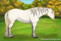 Horse Color:Buckskin Roan Dun Varnish 
