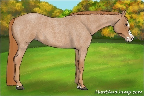 Horse Color:Red Roan Splash 