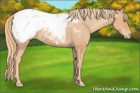 Horse Color:Gold Champagne Snowcap 